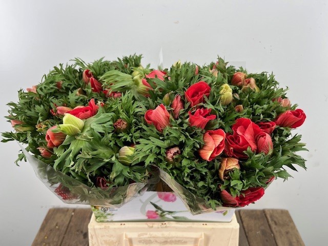 Анемон Мариане Рэд 40 (красн.), шт.