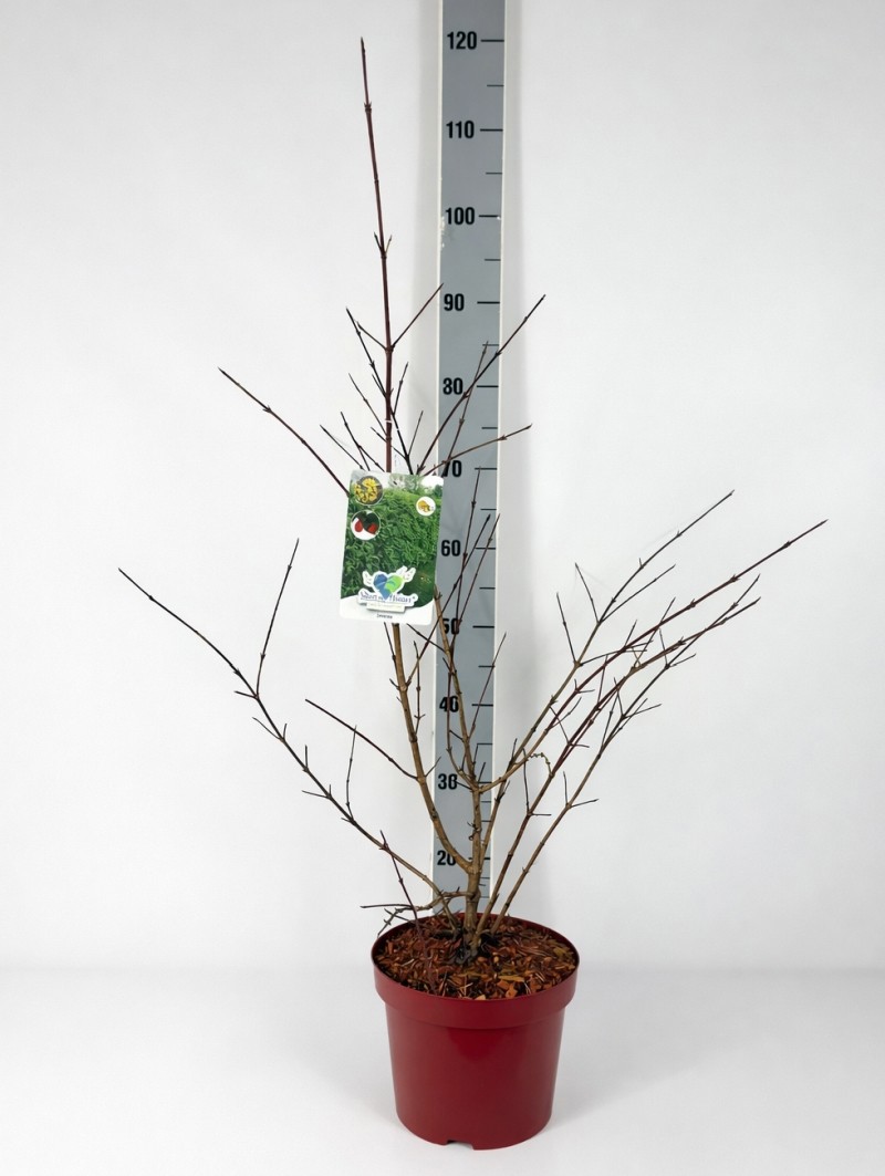 Cornus mas C5 60-80, D 23