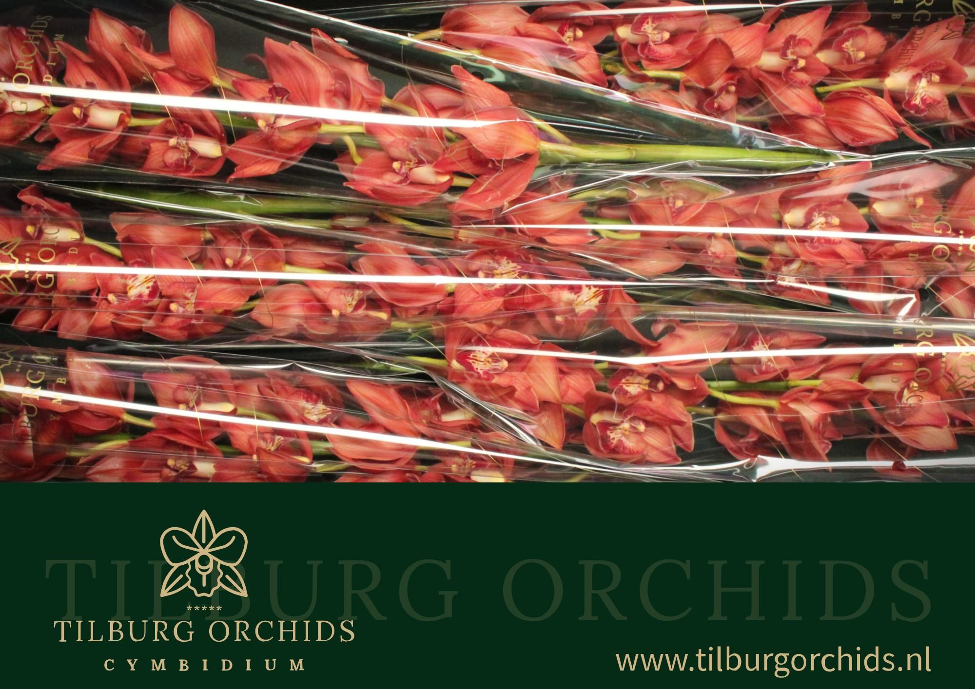 Цимбидиум Фредерика 80 (корич.) x6, шт.