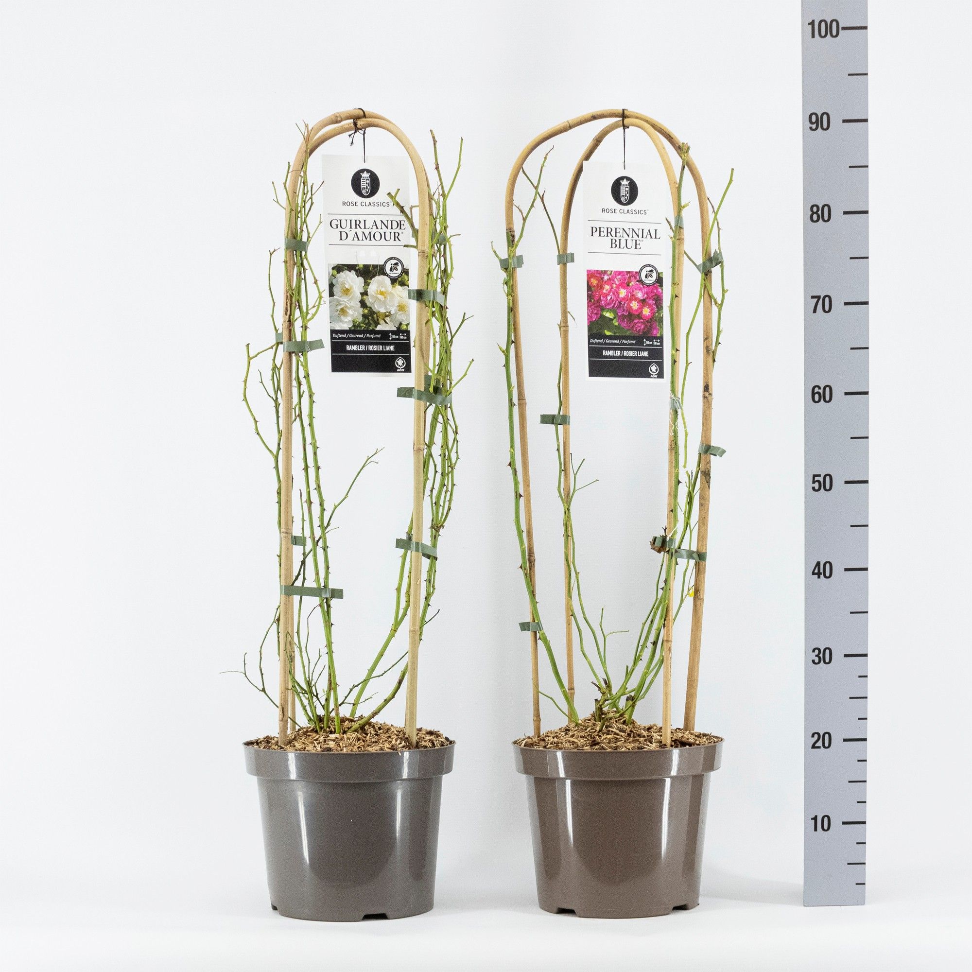 Rose Classics Rambler mix, C7.5, met bogen, D 26