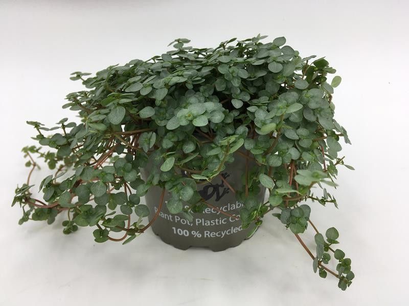 PILEA NUMMULARIIFOLIA 'GLAUCA GREYZY', D 11