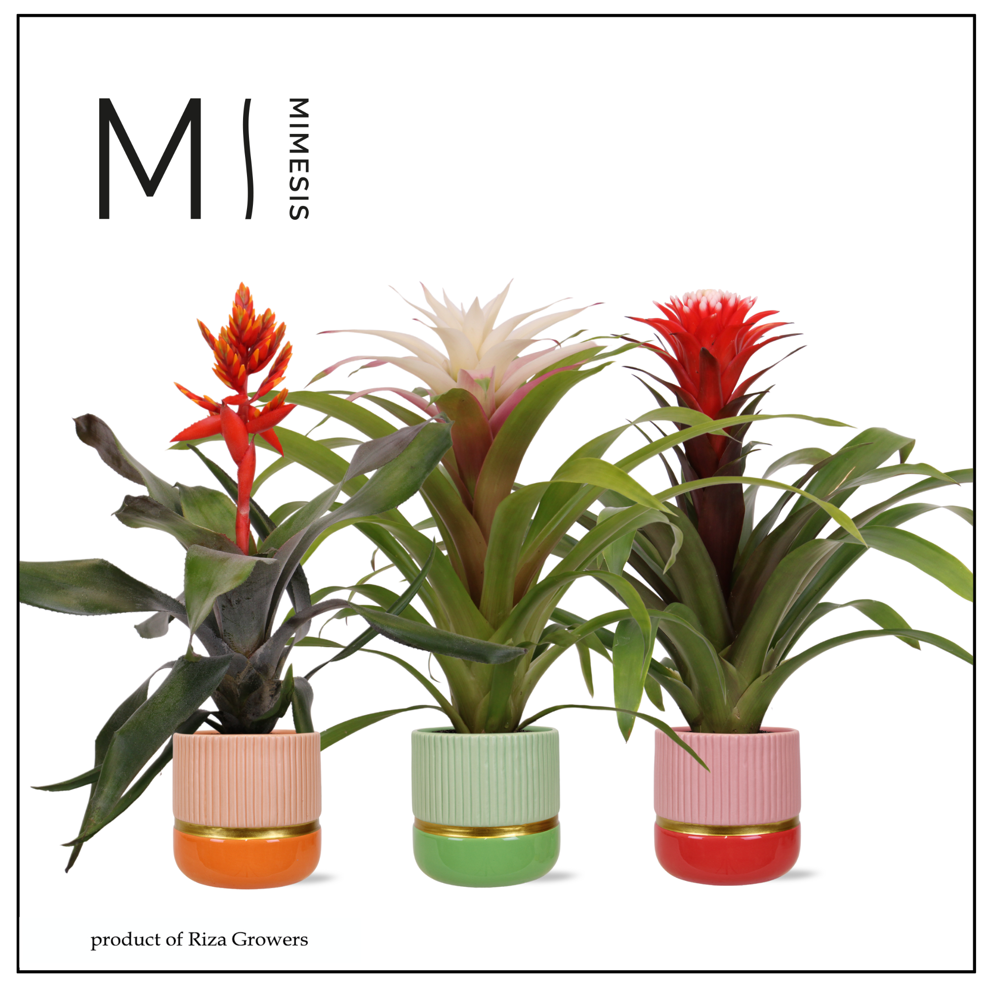 Bromelia Royal Happy - 12cm in Jamaica | Mimesis, D 12