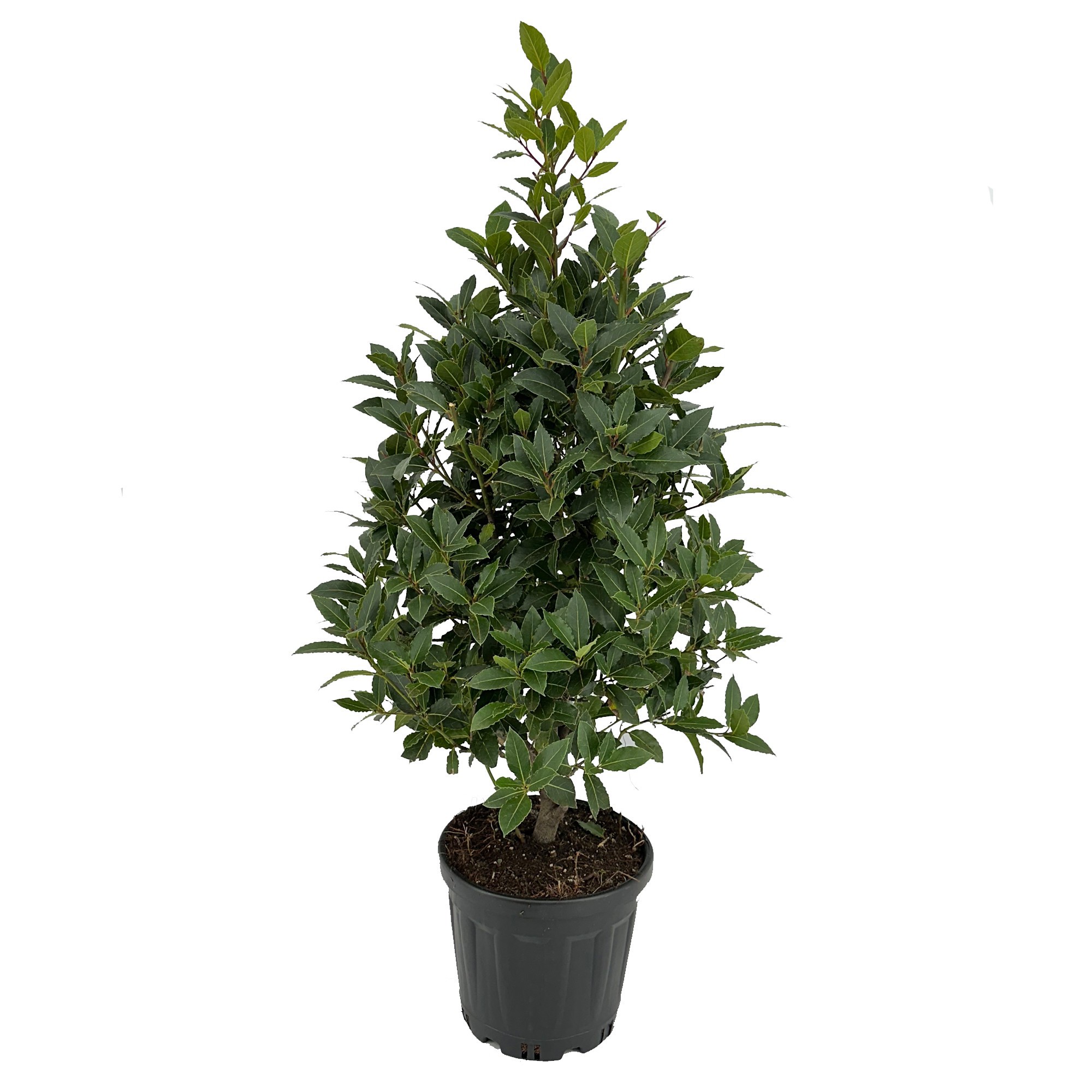 Laurus nobilis Piramide, D 25
