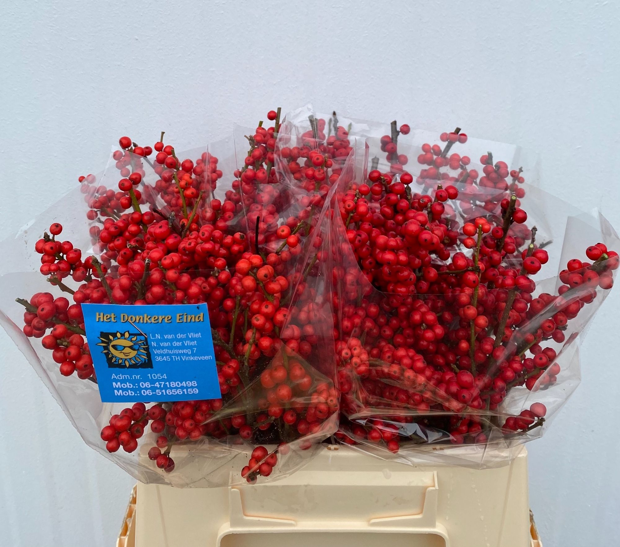 Илекс Красные ягоды 40, шт.