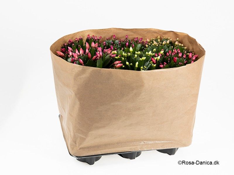 Schlumbergera 'Brazil' 3 kleuren gemengd, D 14 cm Schlumbergera 'Brazil' 3 kleuren gemengd, D 14 cm