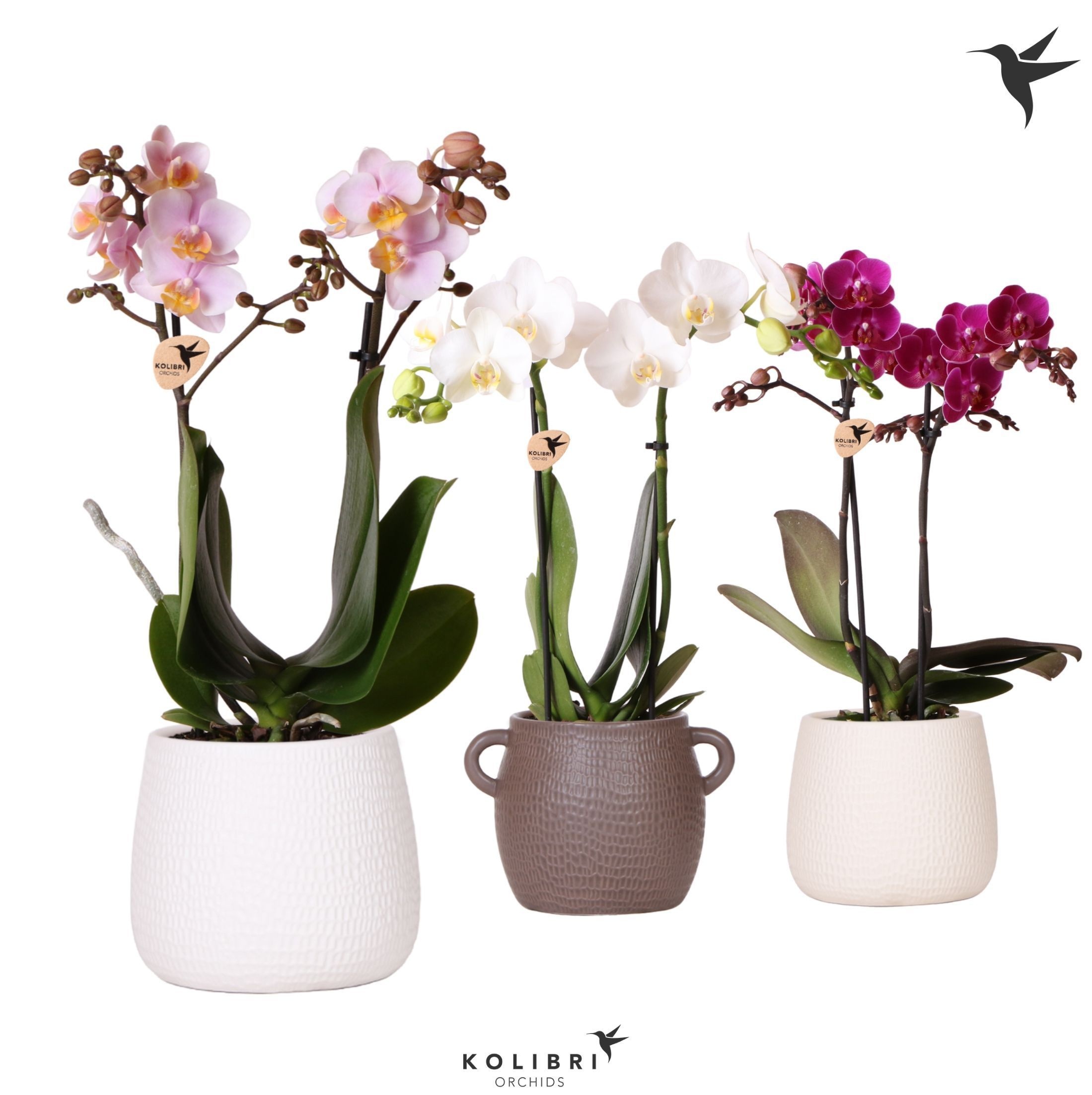 Kolibri Orchids Phalaenopsis mix 2 spike in Scales pot mix, D 9