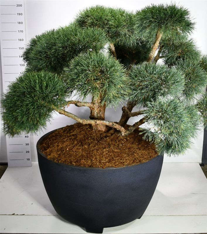 Pinus sylv. 'Repens', D 120