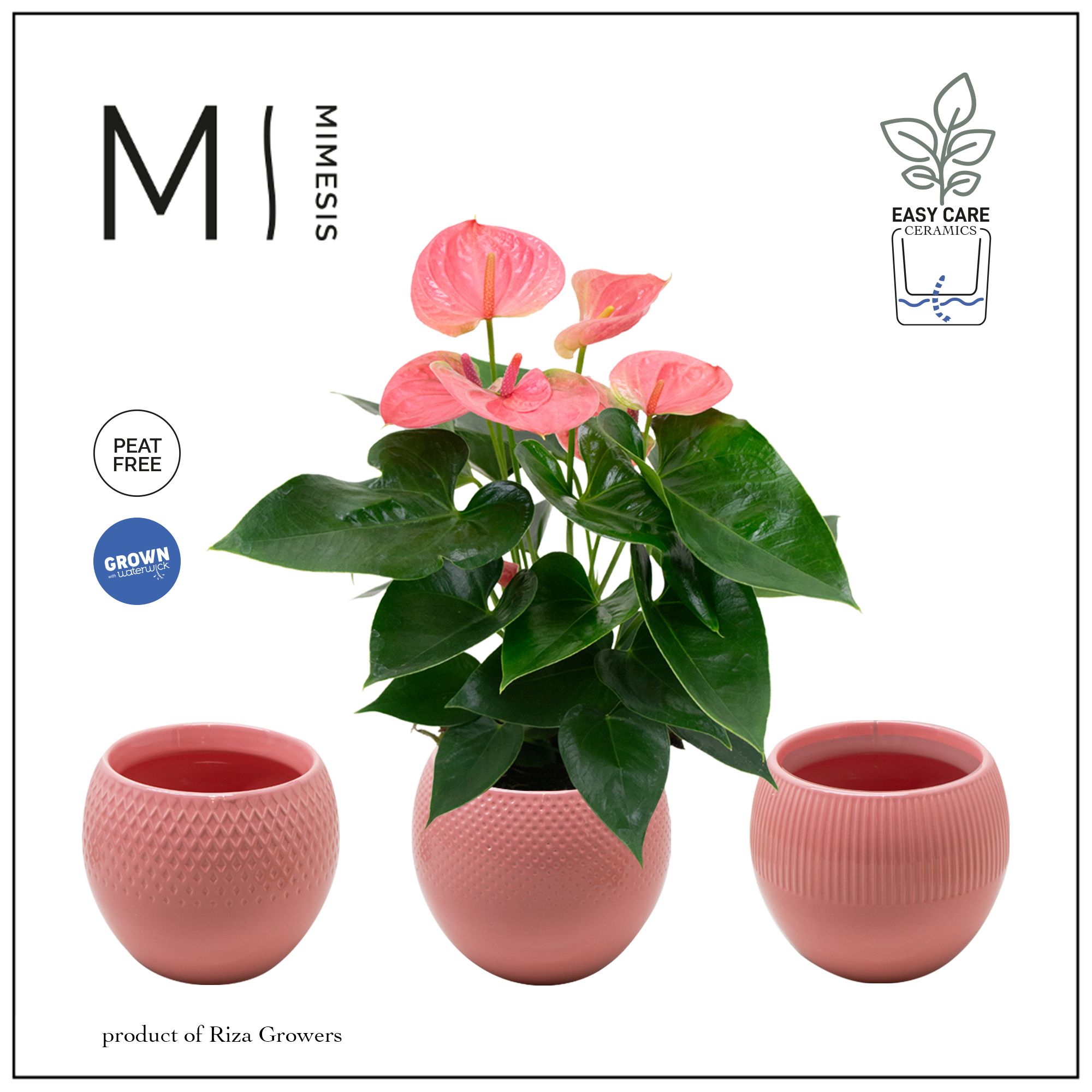 Mimesis Anthurium KARMA Pink - Bolivia Pink, D 12