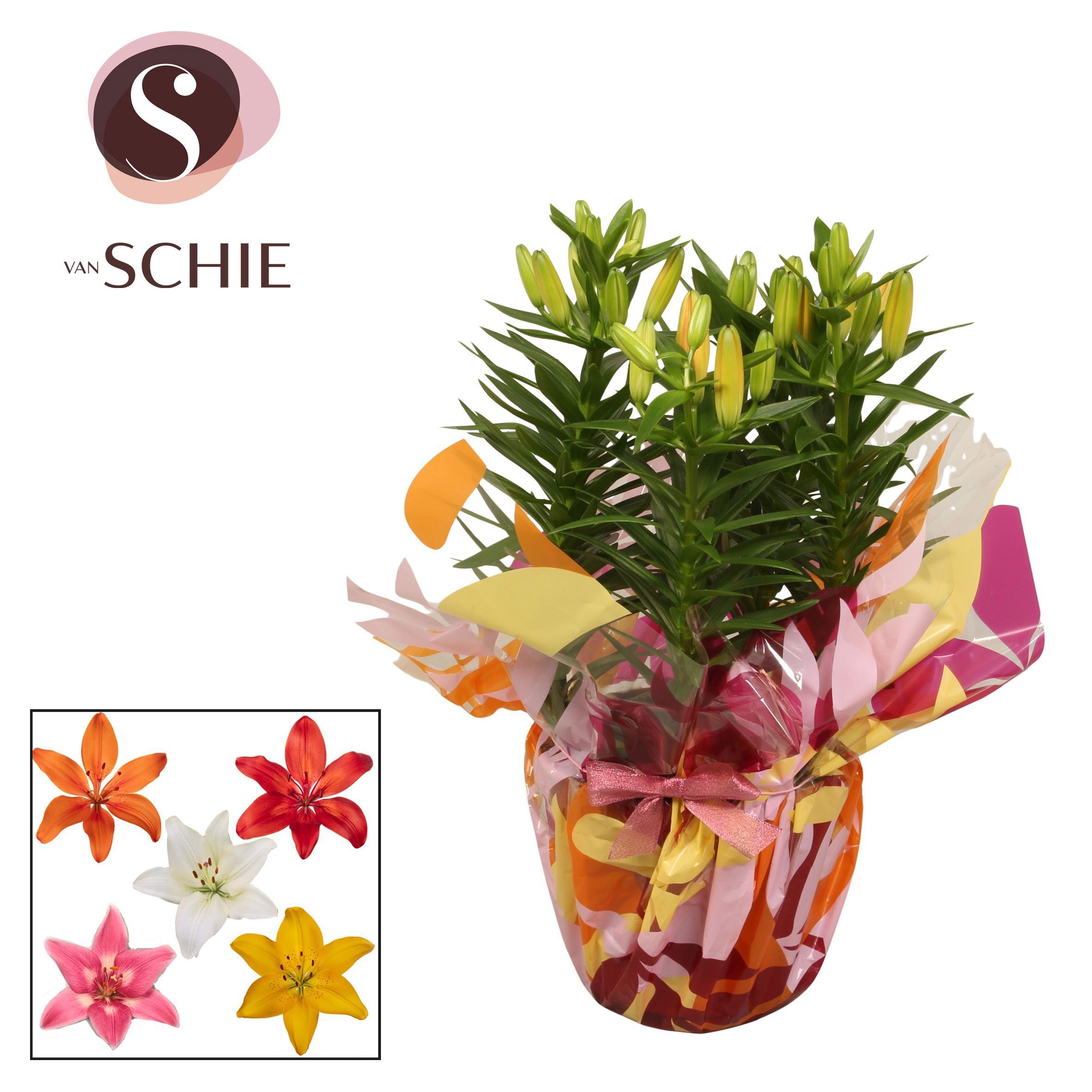 Az Mix 19cm Rondella LEAFS, D 19