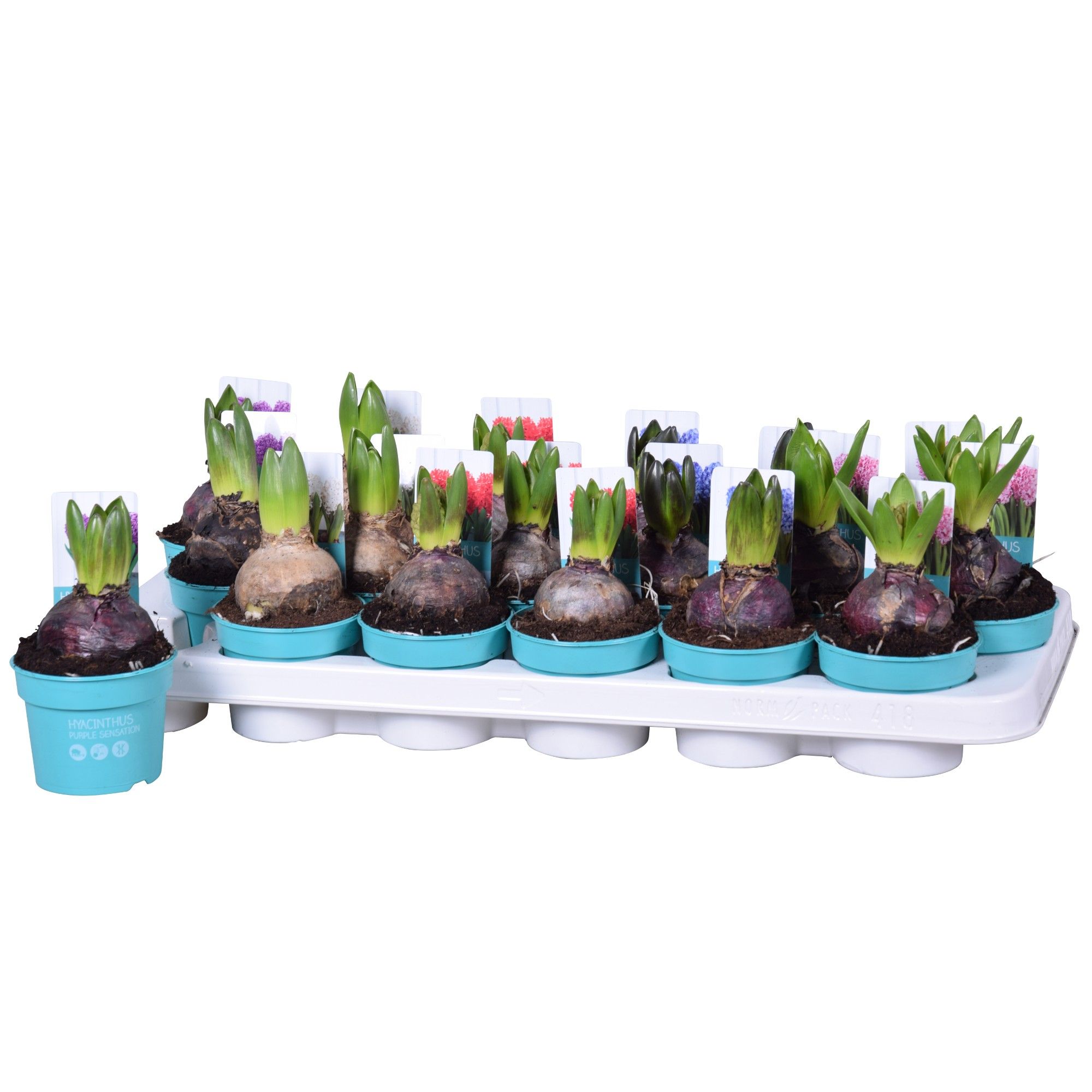 Hyacinthus Mix 'Diamond Collection' 9cm, D 9