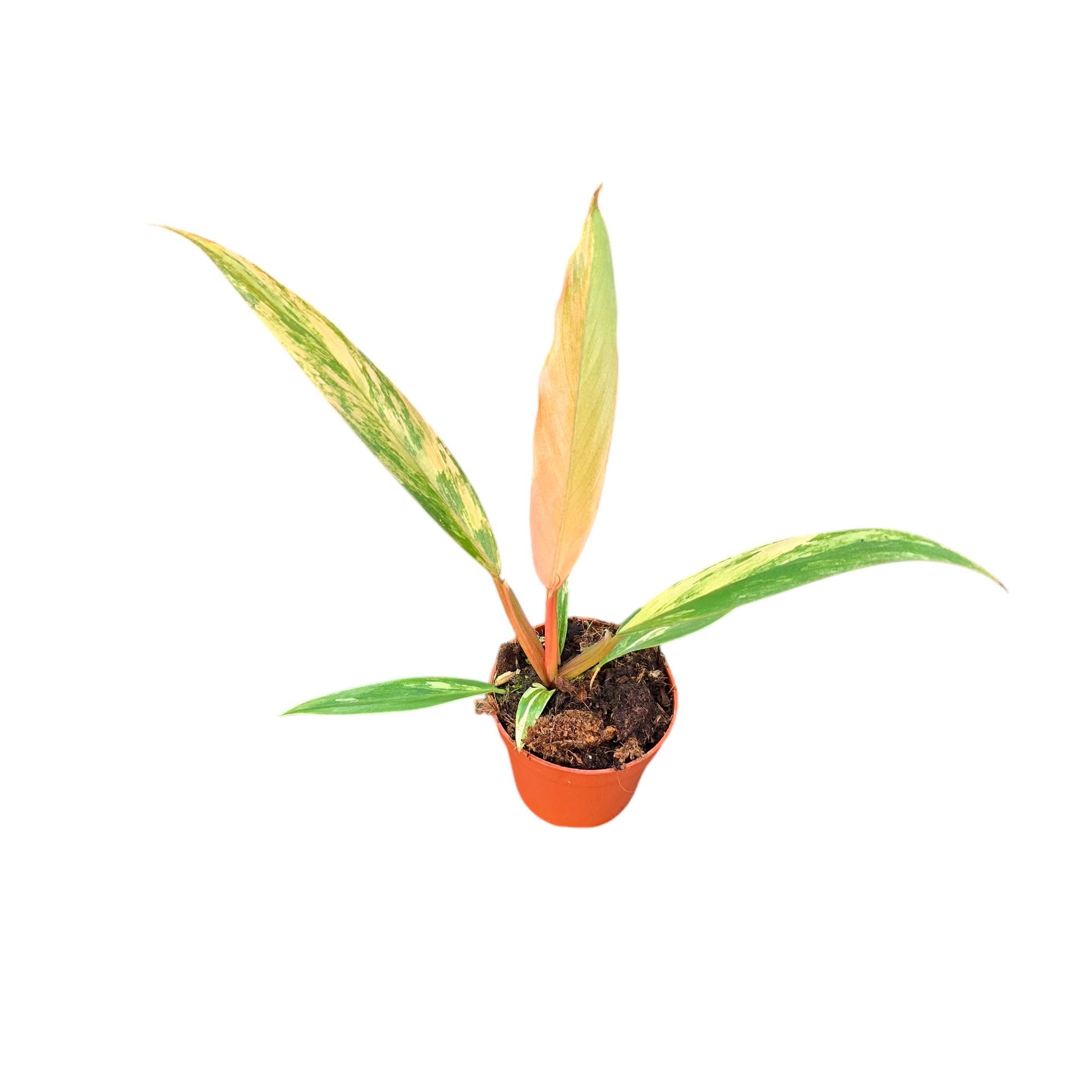 Philodendron Caramel Marble, D 7