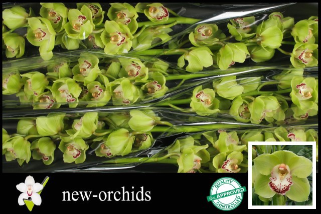 Цимбидиум Энди Андерс x6 80, шт.