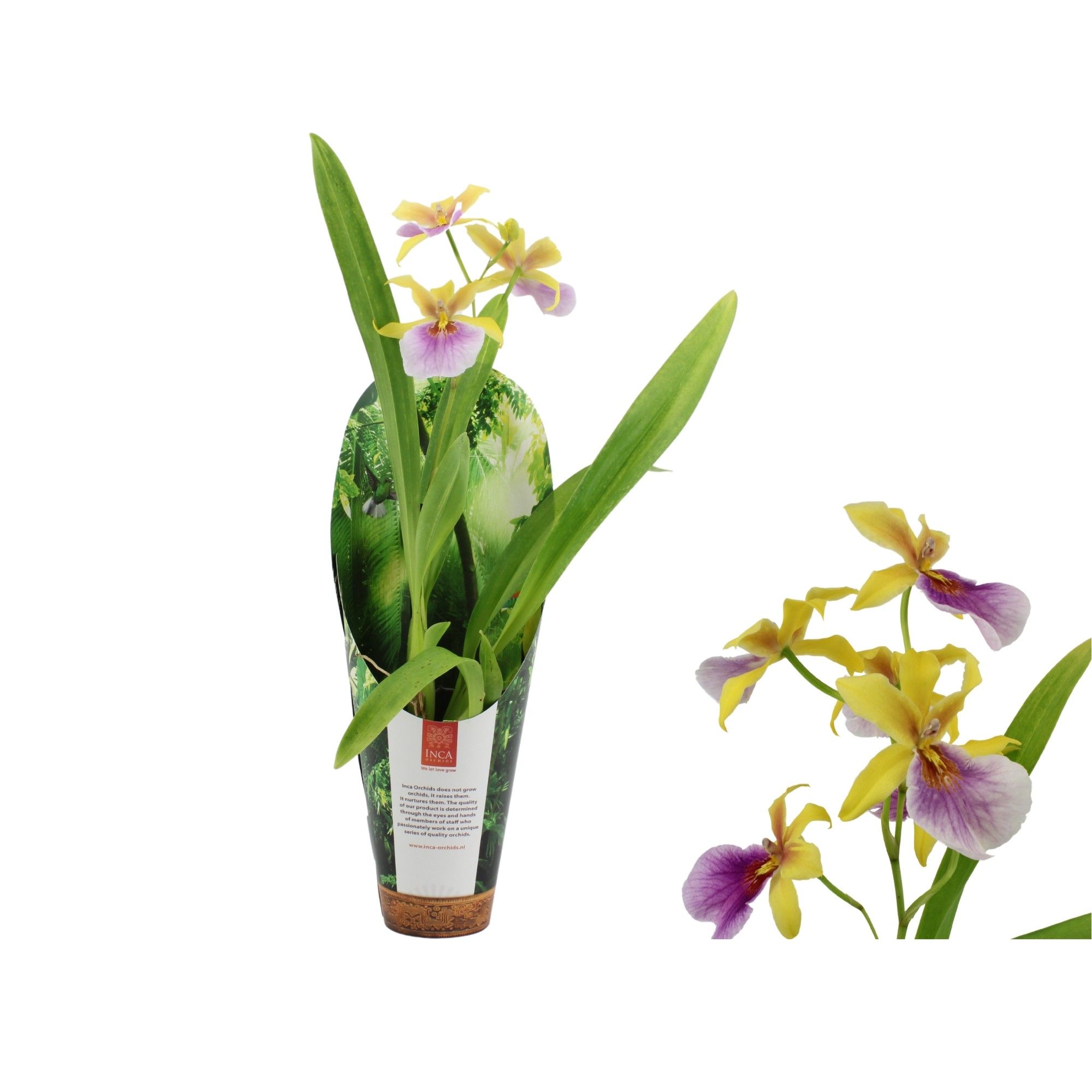 Inca Miltonia Sunset 1 spike 9cm in luxury jungle cover, D 9 cm