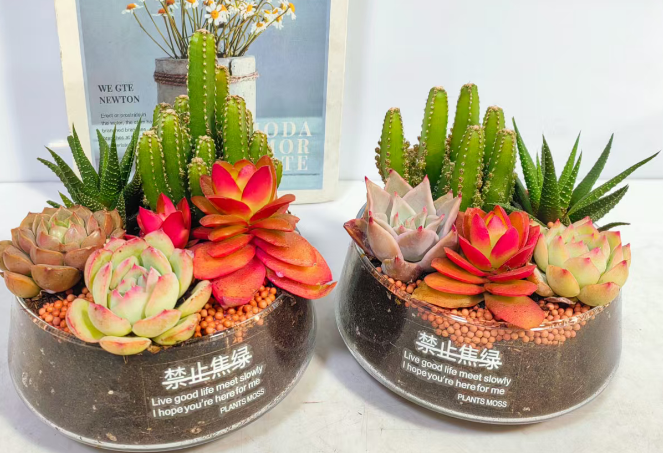 банана-грин суккулент 13 14