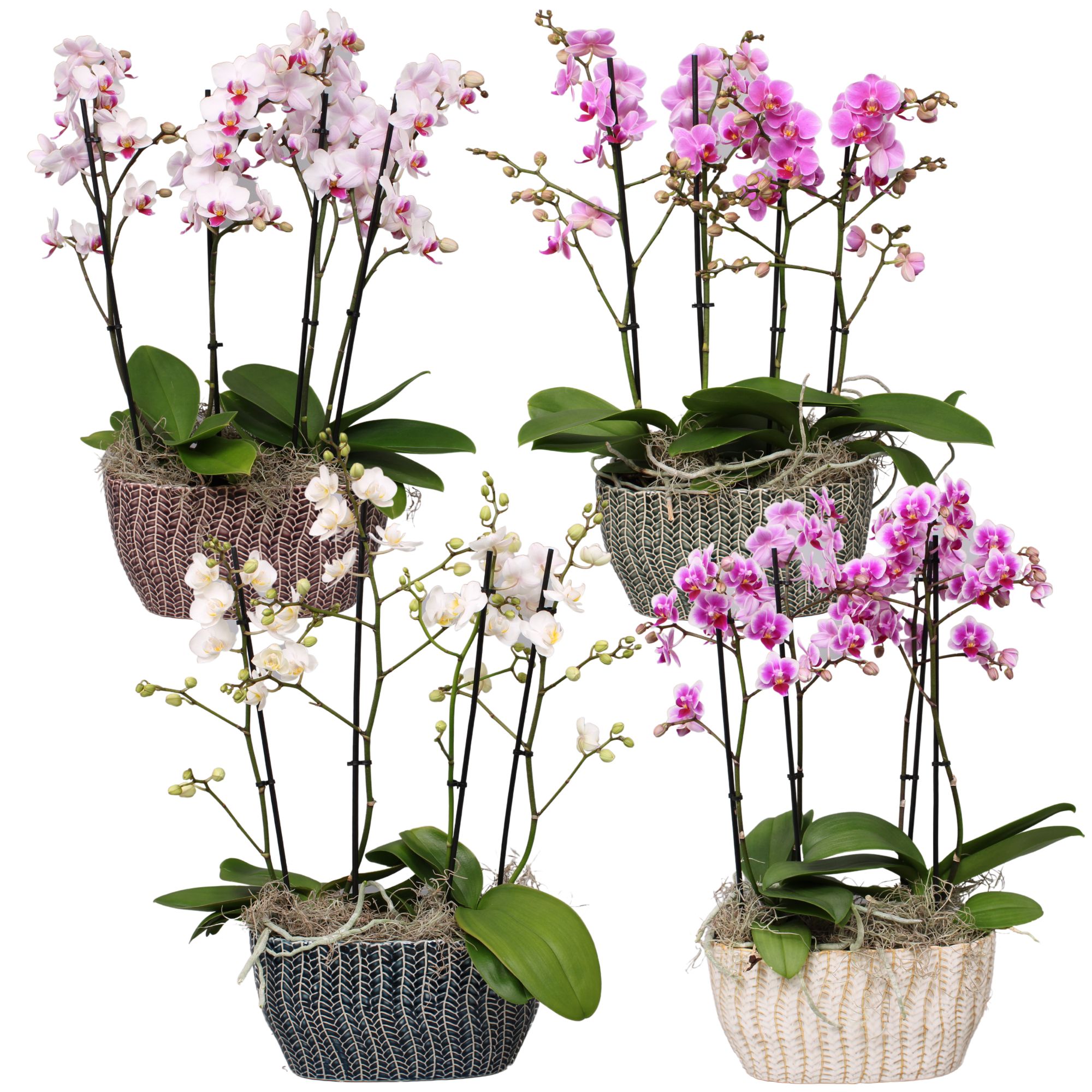 Phal. Multiflora in bootschaal BGC922a met tillandsia, D 12 cm