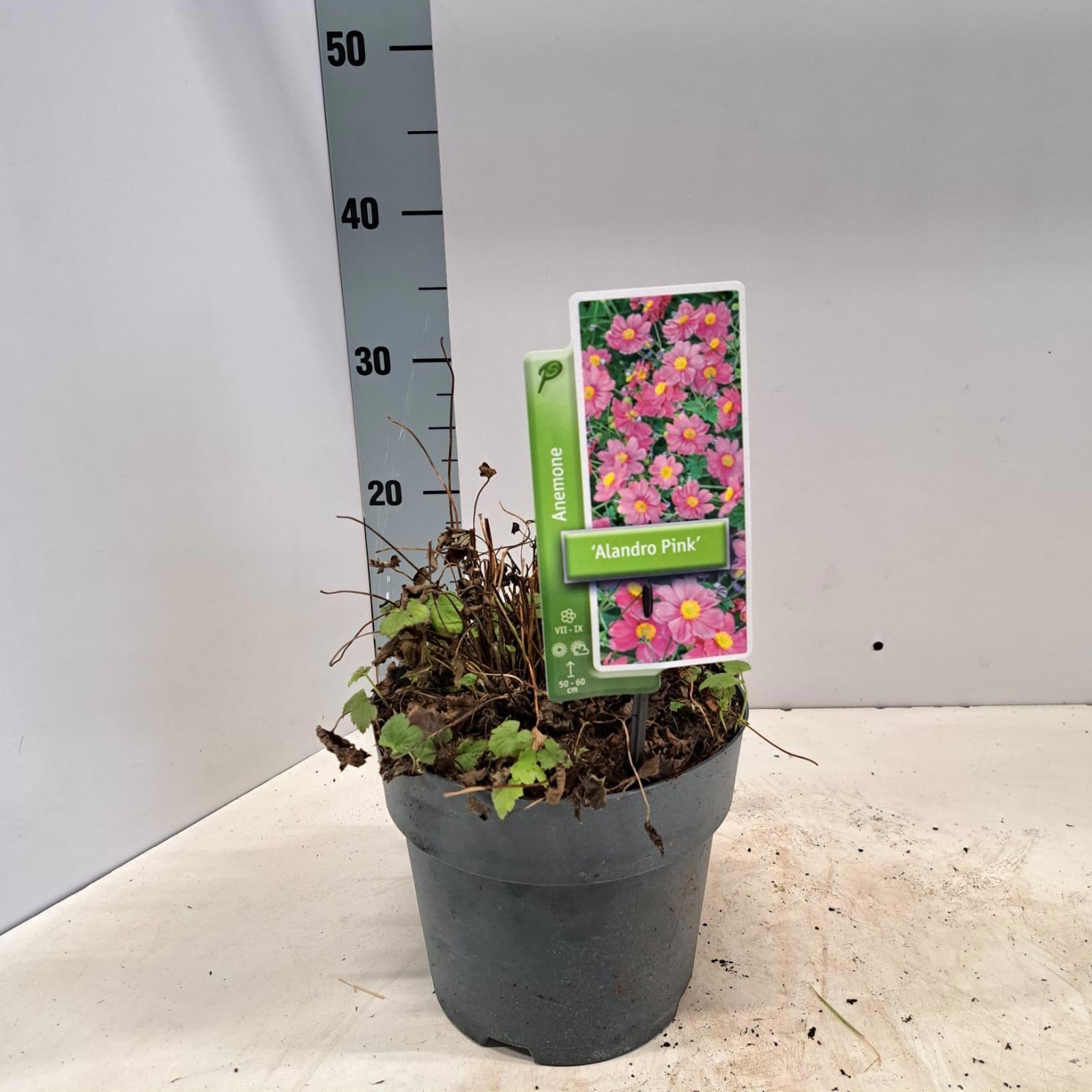 Anemone hup. 'Alando Pink', D 19