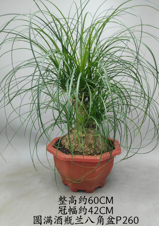 Нолина бокарнея бранч 26 60