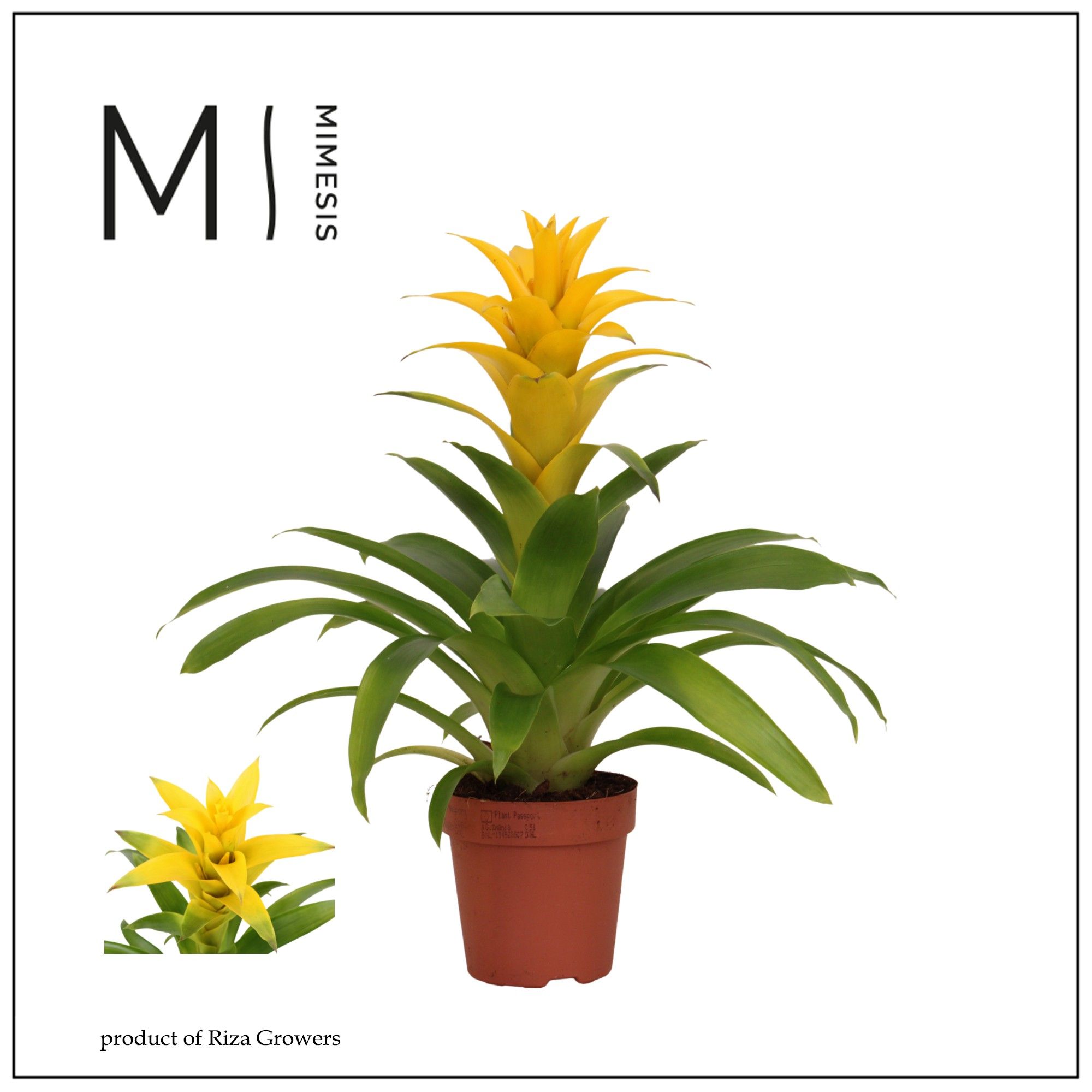 Guzmania Diana - 12cm | Mimesis, D 12