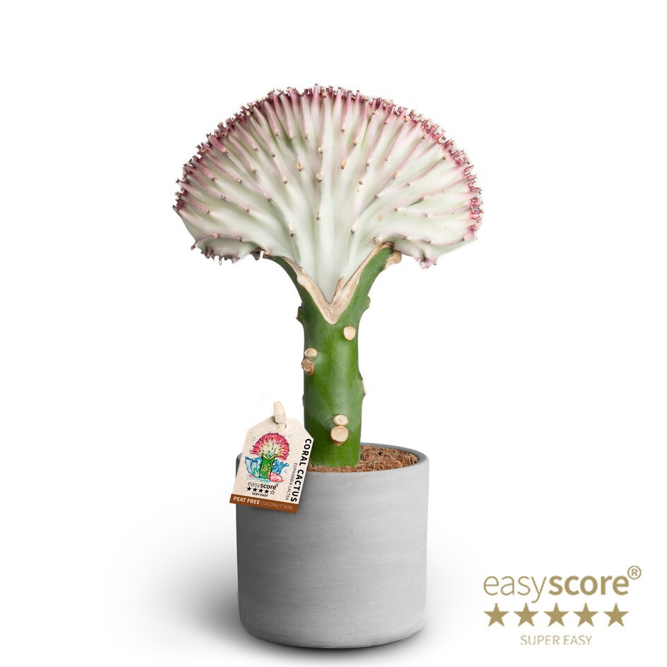 EUPHORBIA LACTEA 40917054 Raw Grey Lactea, D 10 cm EUPHORBIA LACTEA 40917054 Raw Grey Lactea, D 10 cm