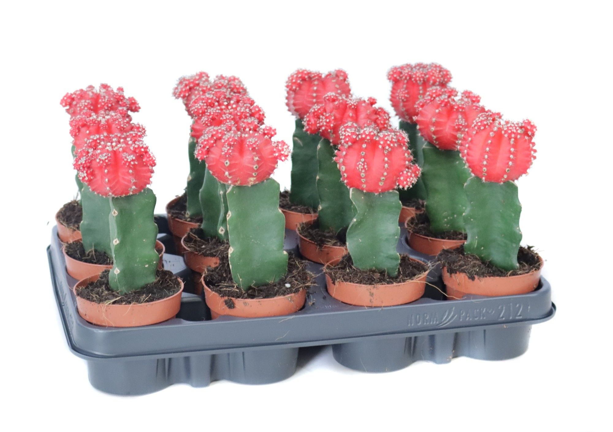 Gymno rood geent 8,5 cm, D 8,5