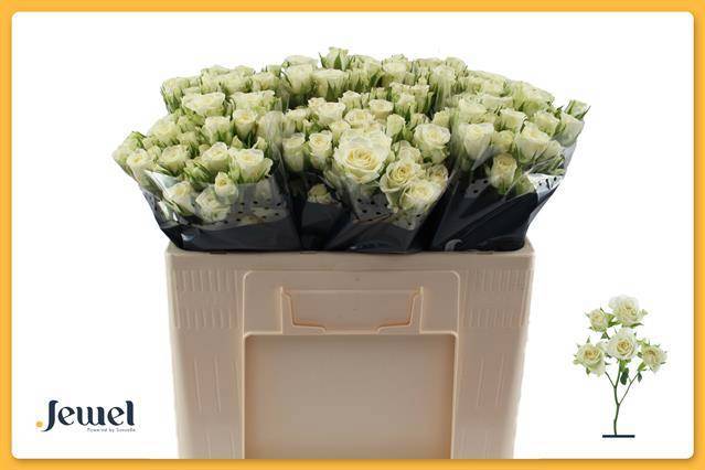 Роза куст. Сноуфлейк 50, шт.