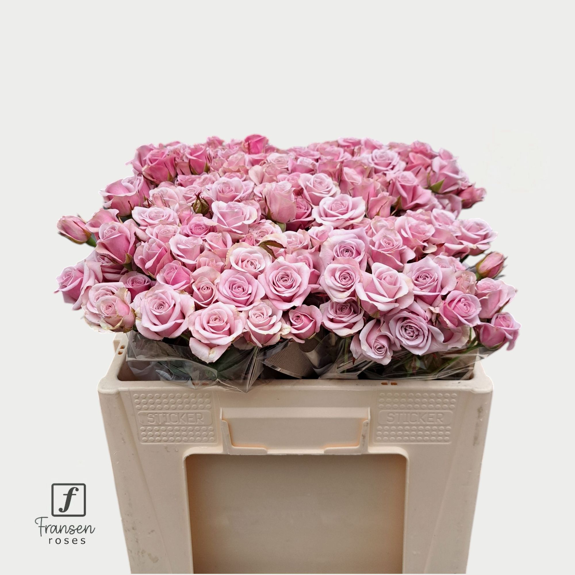 Роза куст. Лейла 50, шт.