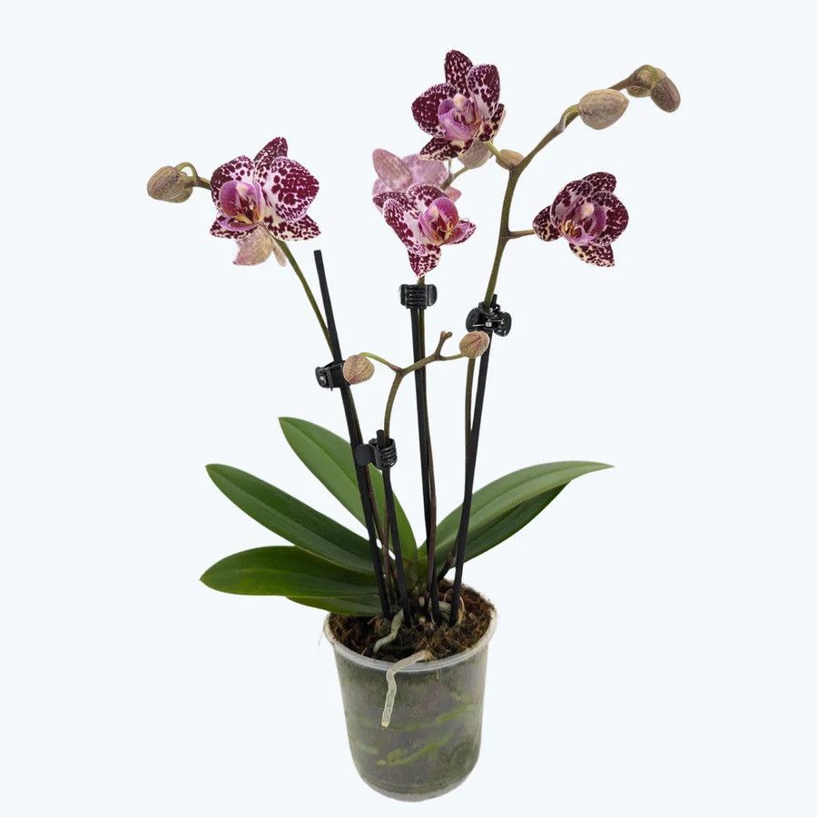 Phal. 3 tak 'Cadiz' 9 cm Topf 'Table Dance', D 9