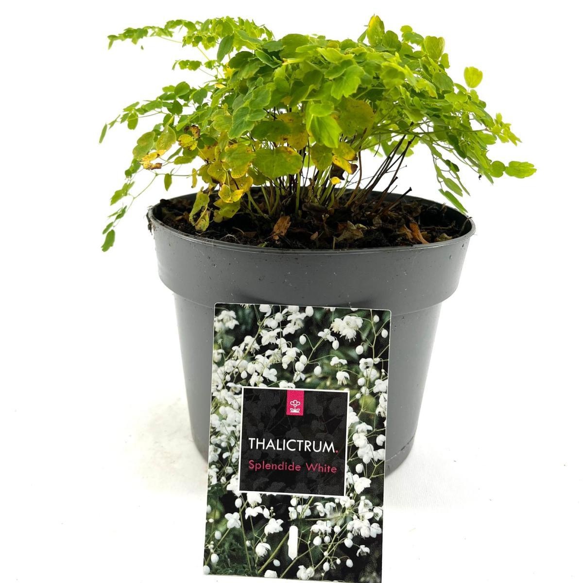 Thalictrum del. Splendide White, D 17
