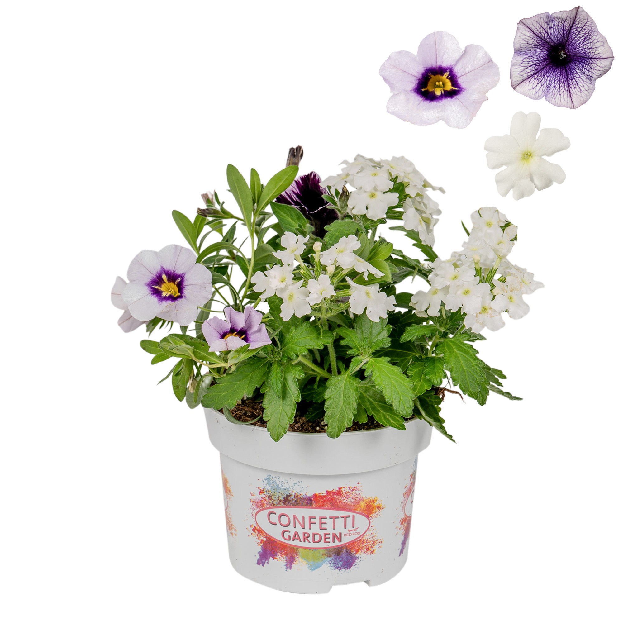 Confetti Garden 13cm Marvelous Sky, D 13