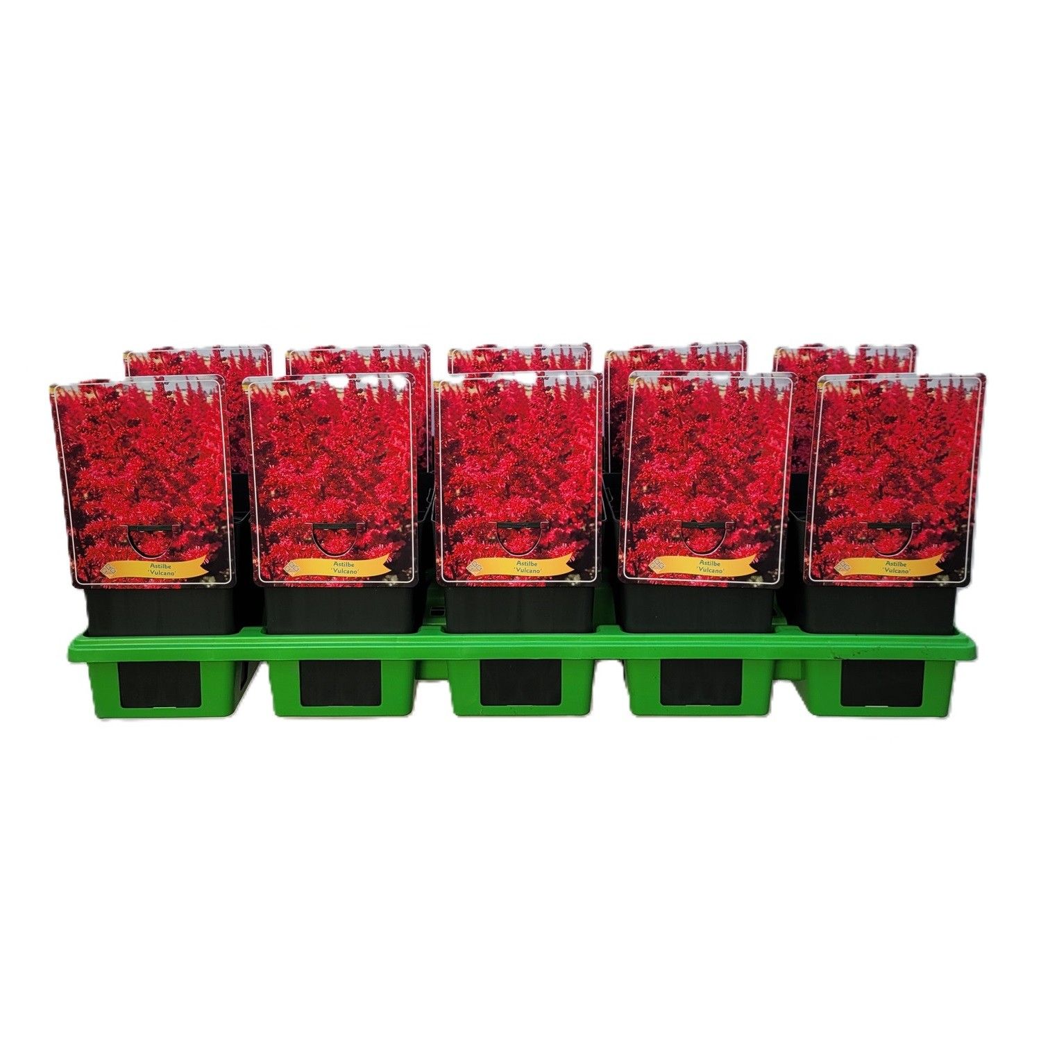 Astilbe 'Vulcano' P11, D 11