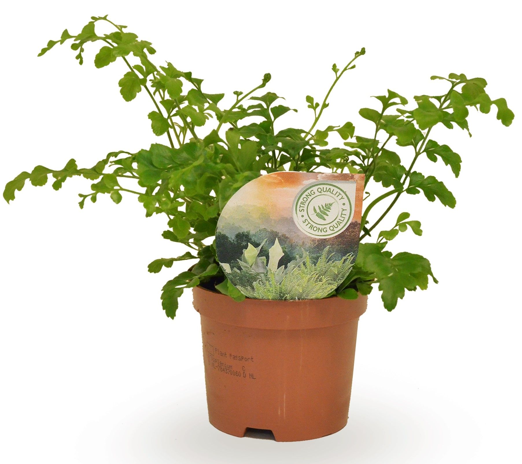 Asplenium parvati, D 9