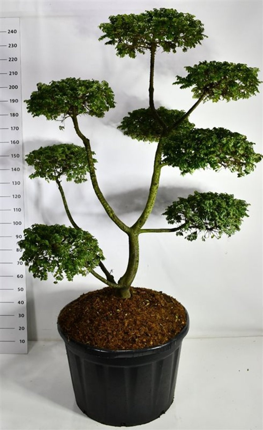 Ulmus "jaqueline Hillier", D 92