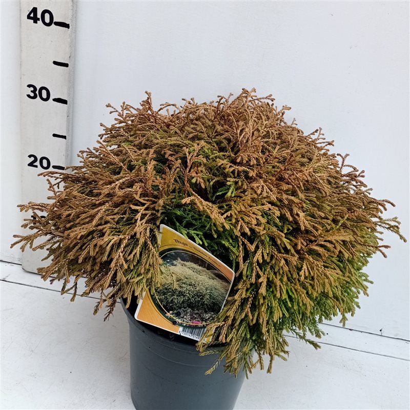 Thuja occ Golden Tuffet, D 19 cm Thuja occ Golden Tuffet, D 19 cm