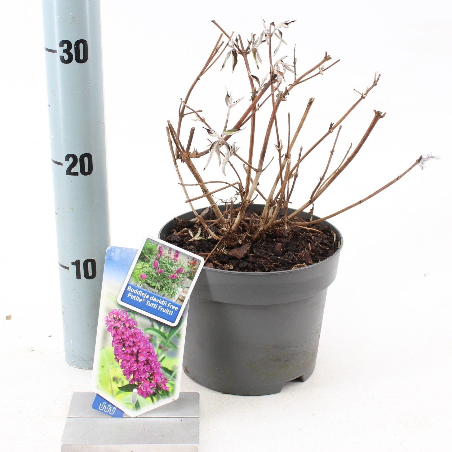 Buddleja dav. Free Petite© Tutti Fruitti ('Podaras 13'PBR), D 17