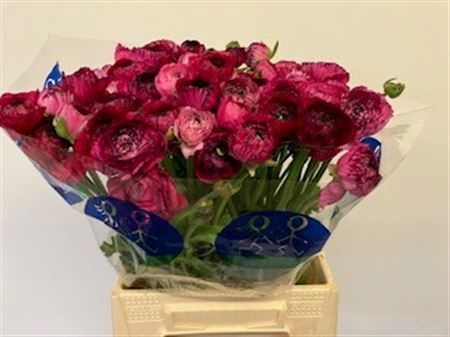 Ранункулус Элеганс Пинк Страйпс 40, шт.