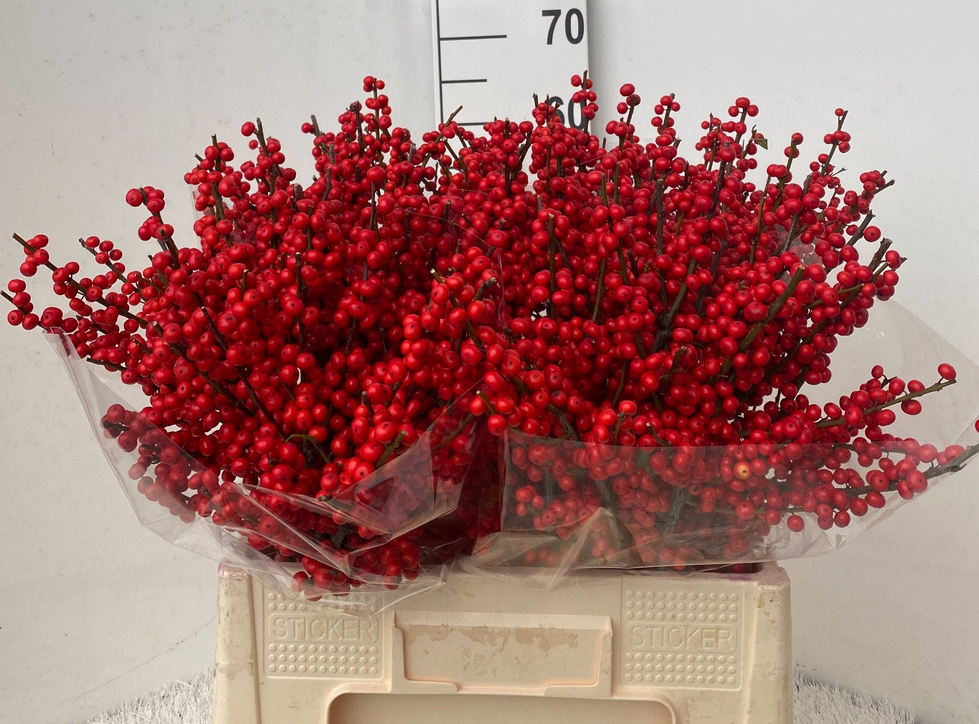 Илекс Красные ягоды 60, шт.