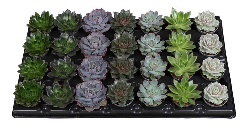 ECHEVERIA-HYBRID MIX, D 6 cm