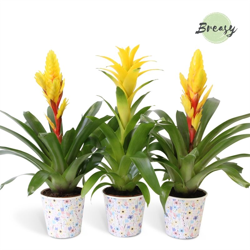 Bromelia Spring - 13cm in Madeira | Mimesis, D 12