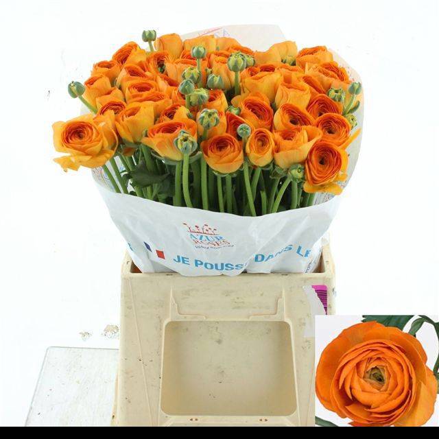 Ранункулус Саксесс Ламбада 45, шт.