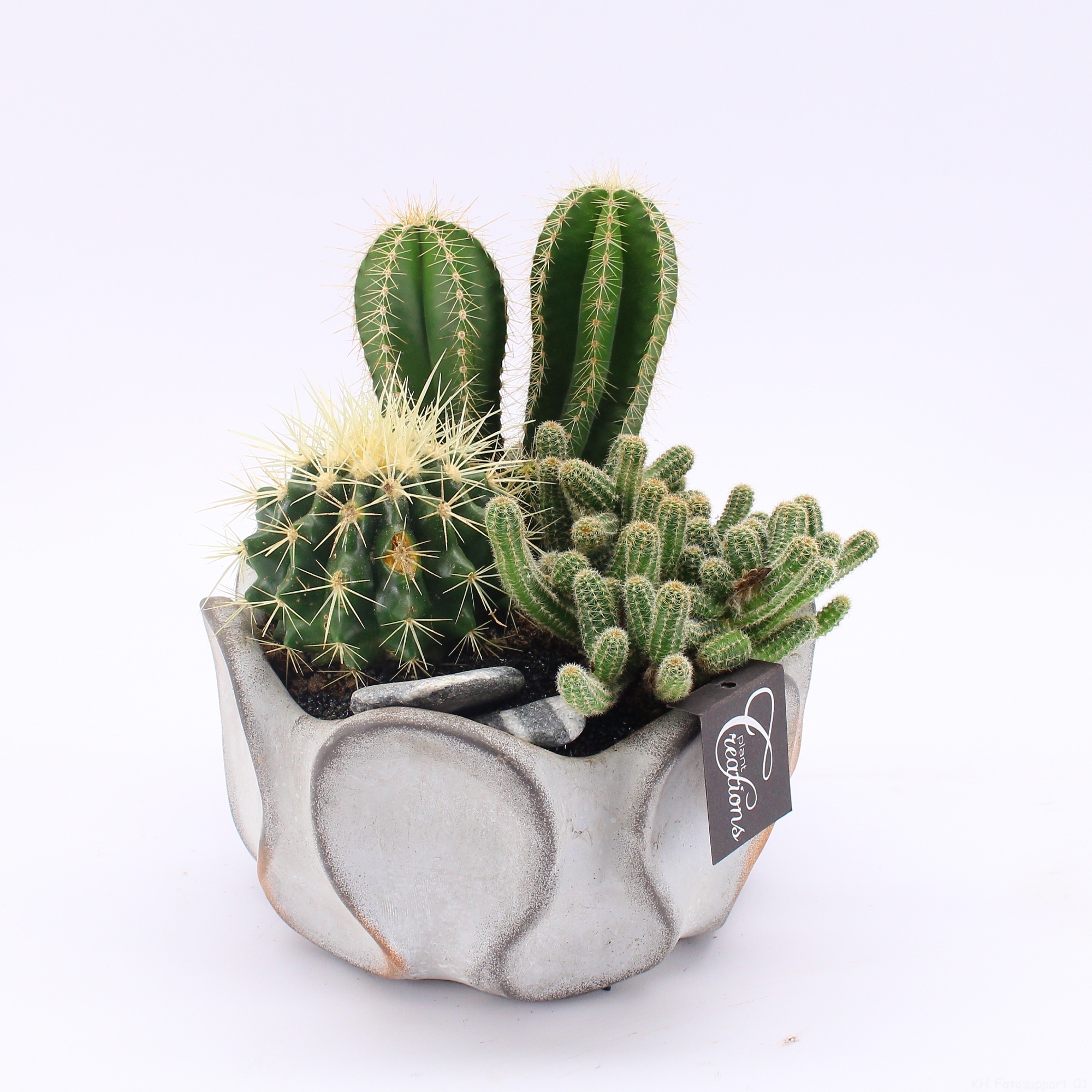 CTCR-2638 Cactus Essentials, D 19