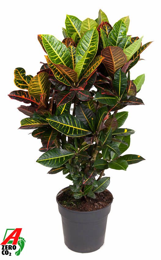 Codiaeum Petra vertakt P27, D 27