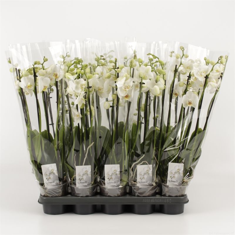 Phalaenopsis overig wit 6 Tak Wit, D 12