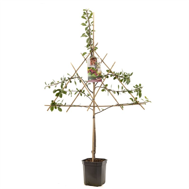 Prunus dom. Victoria leivorm Oranje-rode pruim, D 24 cm Prunus dom. Victoria leivorm Oranje-rode pruim, D 24 cm