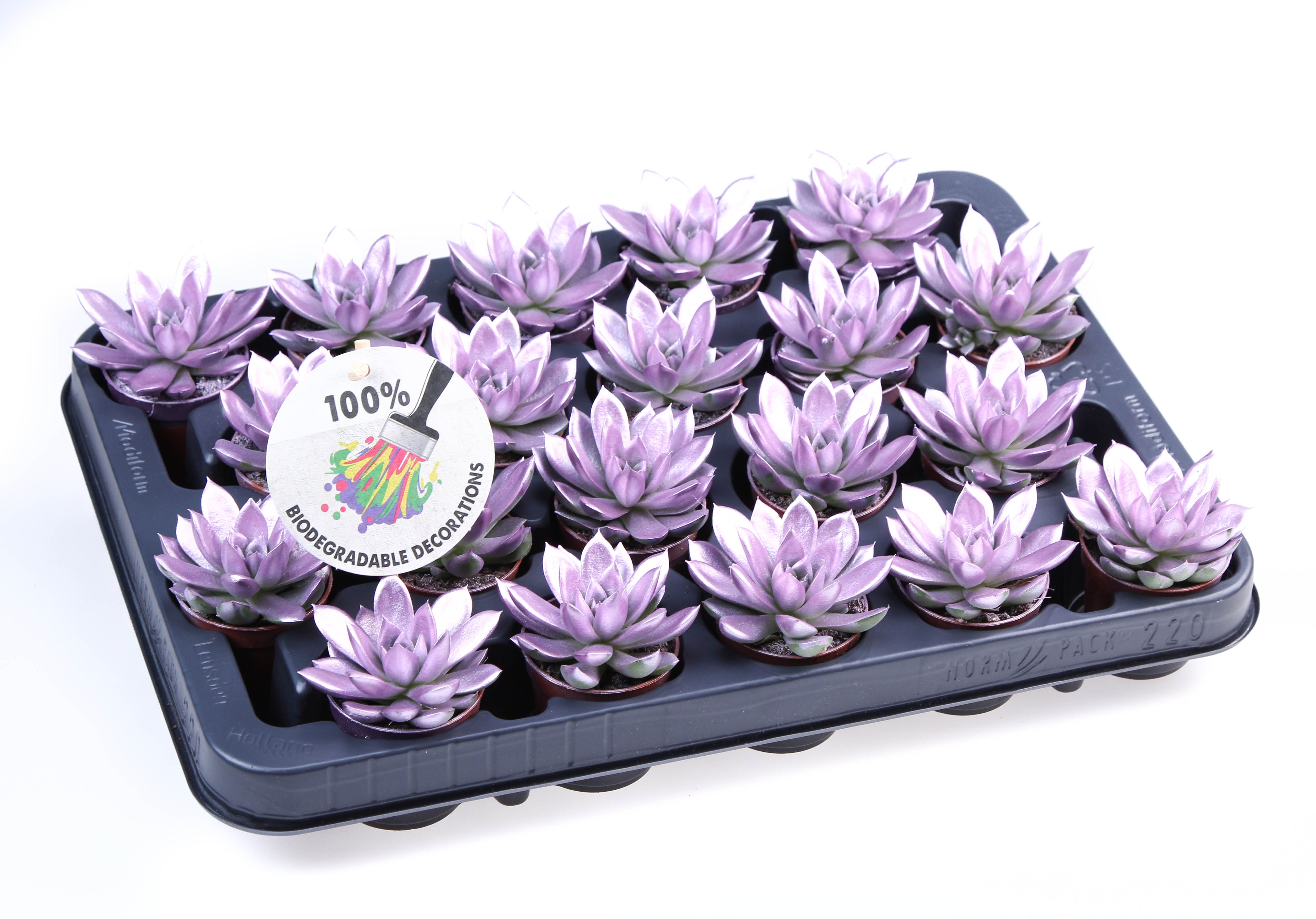 Rainbow Metallic pink, D 5,5