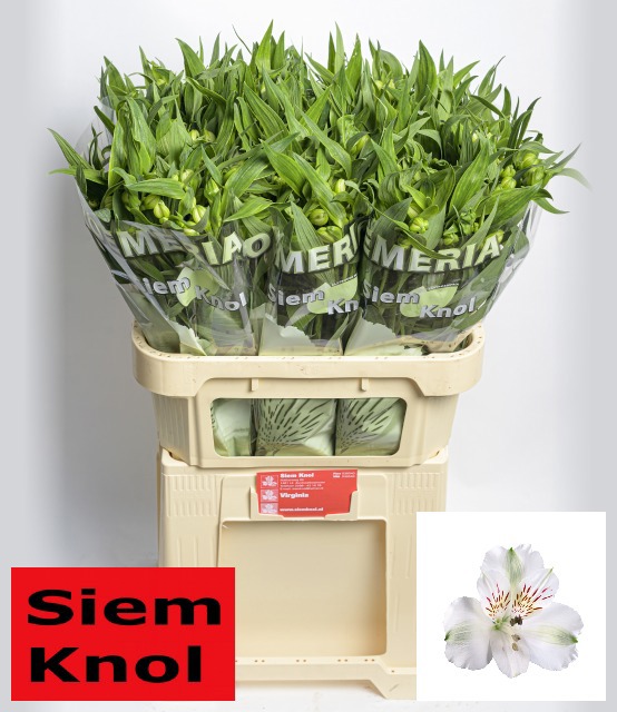 Альстромерия Вирджиния (бел.), шт.