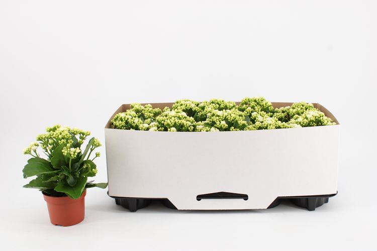 Kalanchoe Double White, in kraag, D 10,5