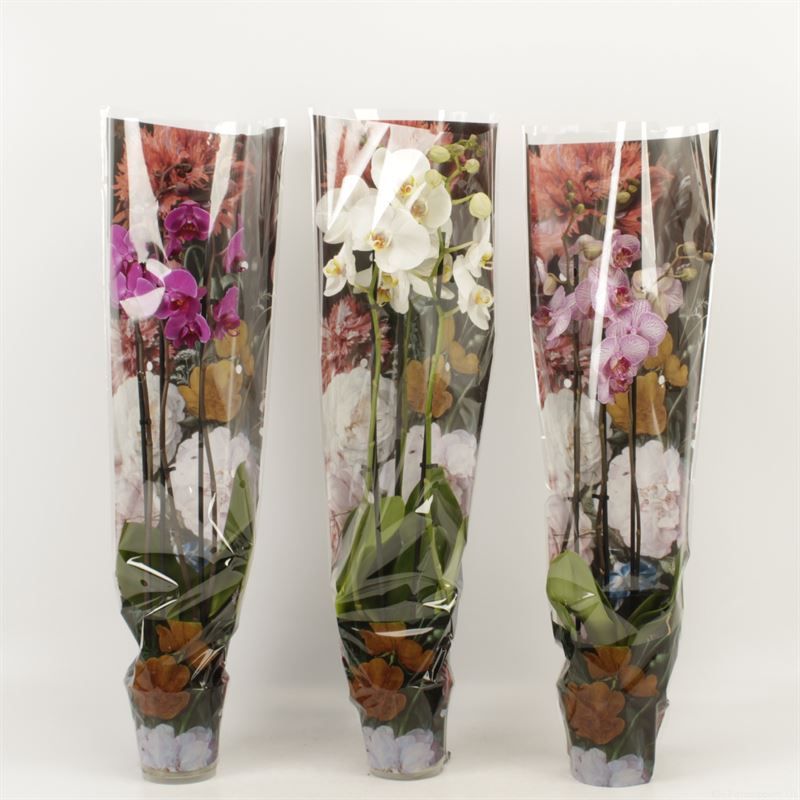 Phalaenopsis gemengd 3 tak gemengd in Boudoir hoes, D 12