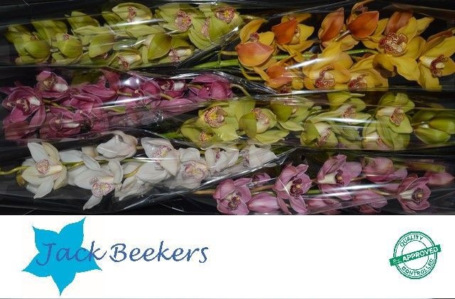 Цимбидиум Микс 80 x6, шт.