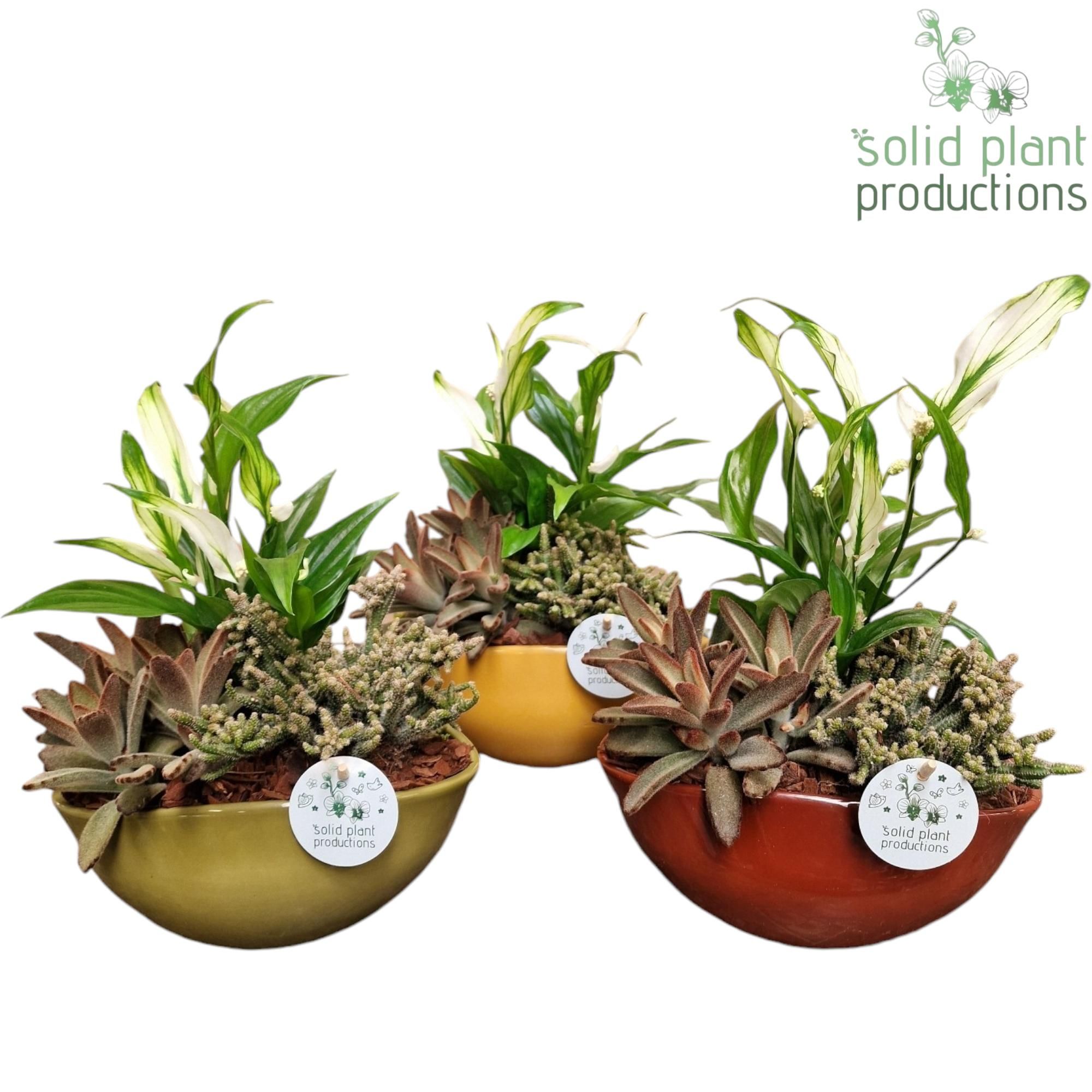 JT013 Evelyn Spathiphyllum, D 22