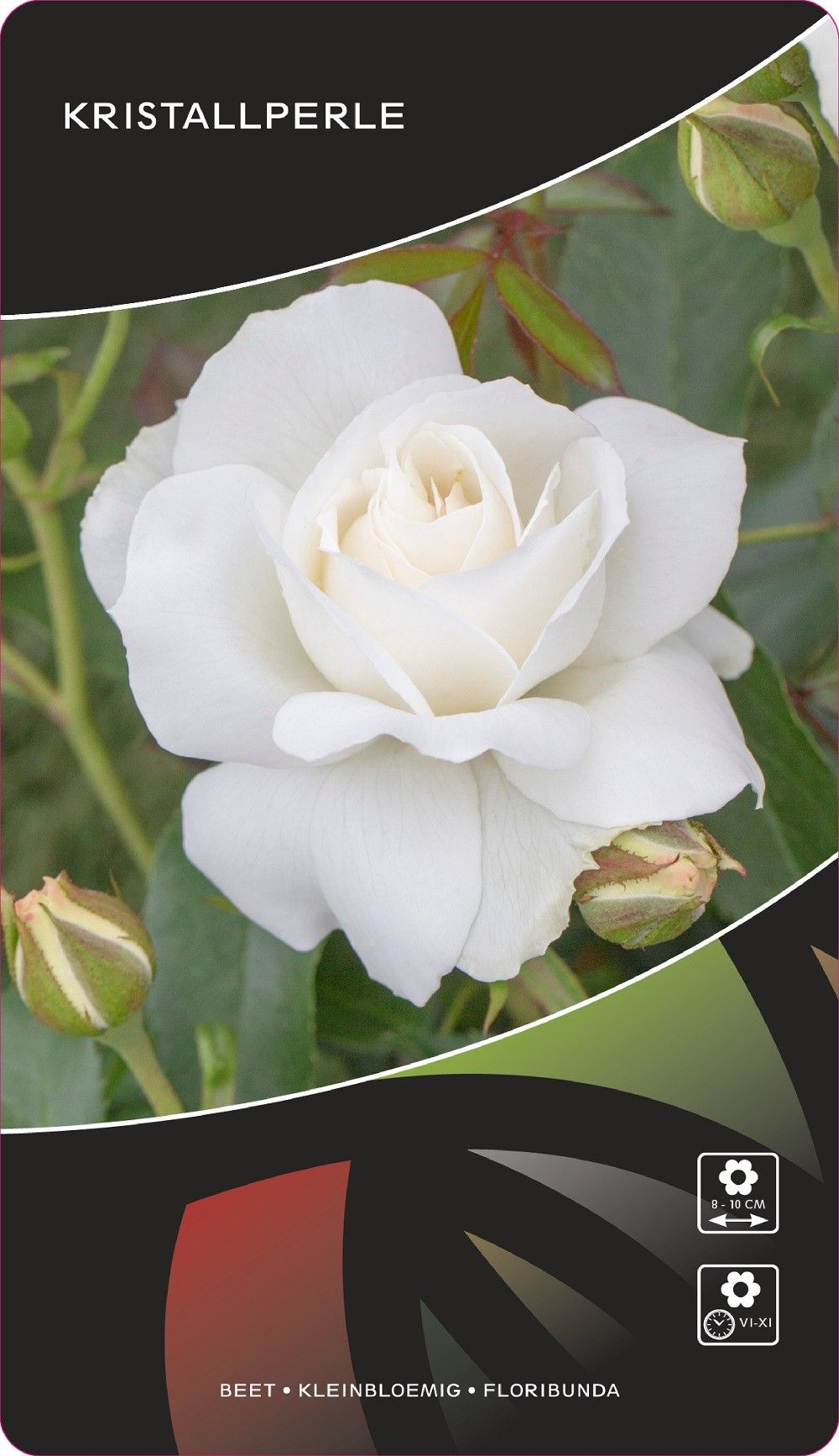 Rosa (F) Kristallperle, D 17